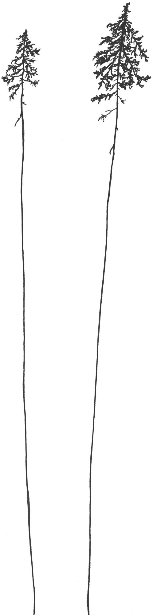 djupmyrberget album cover